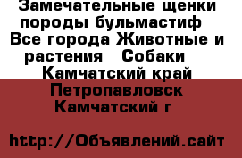 Замечательные щенки породы бульмастиф - Все города Животные и растения » Собаки   . Камчатский край,Петропавловск-Камчатский г.